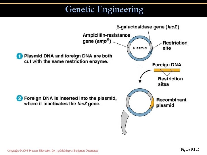Genetic Engineering Copyright © 2004 Pearson Education, Inc. , publishing as Benjamin Cummings Figure
