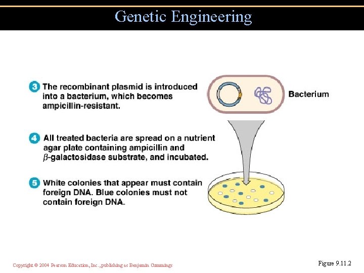 Genetic Engineering Copyright © 2004 Pearson Education, Inc. , publishing as Benjamin Cummings Figure