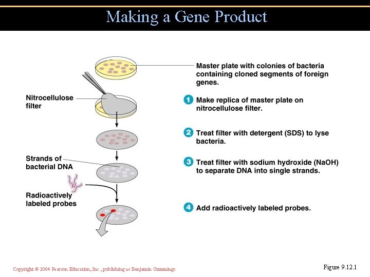 Making a Gene Product Copyright © 2004 Pearson Education, Inc. , publishing as Benjamin
