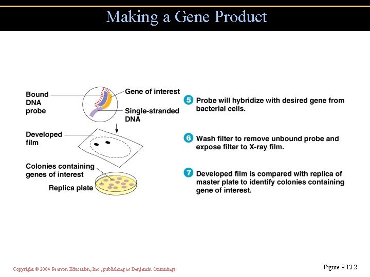 Making a Gene Product Copyright © 2004 Pearson Education, Inc. , publishing as Benjamin