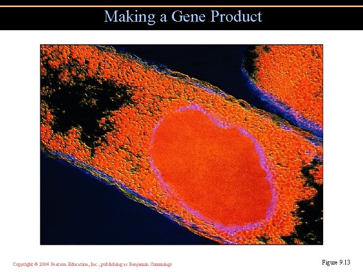 Making a Gene Product Copyright © 2004 Pearson Education, Inc. , publishing as Benjamin