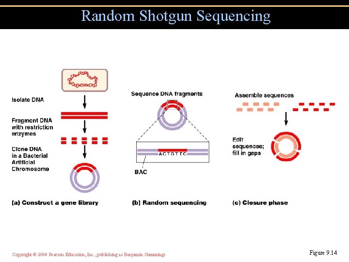 Random Shotgun Sequencing Copyright © 2004 Pearson Education, Inc. , publishing as Benjamin Cummings