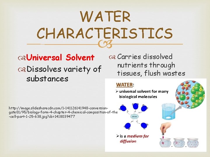 WATER CHARACTERISTICS Carries dissolved Universal Solvent nutrients through Dissolves variety of tissues, flush wastes