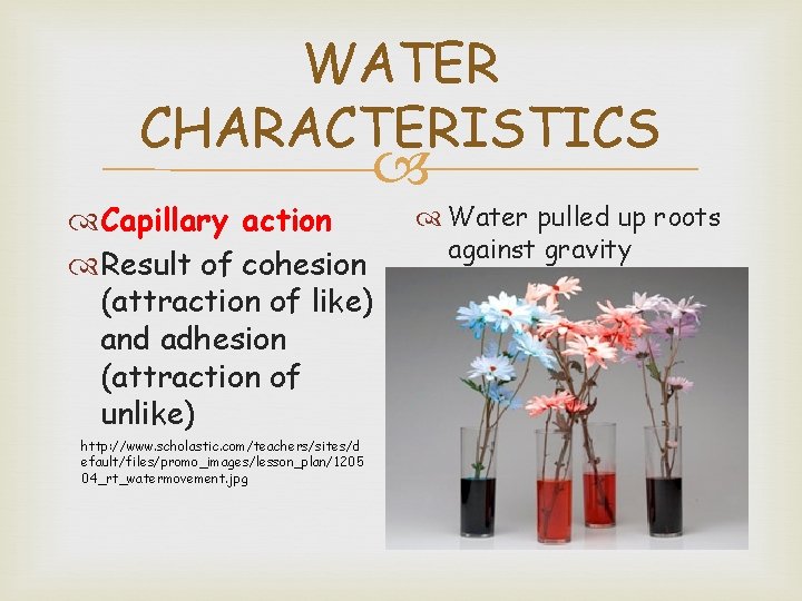 WATER CHARACTERISTICS Capillary action Result of cohesion (attraction of like) and adhesion (attraction of