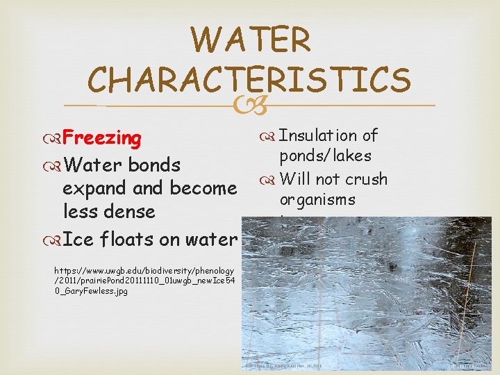 WATER CHARACTERISTICS Freezing Water bonds expand become less dense Ice floats on water https: