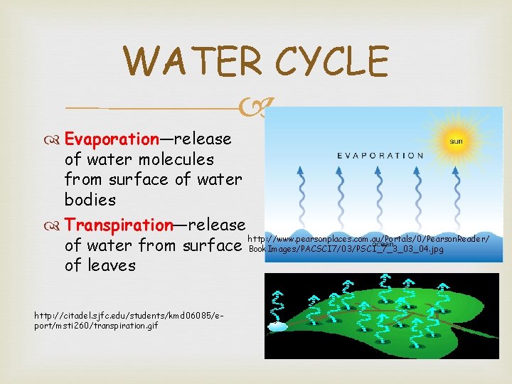 WATER CYCLE Evaporation—release of water molecules from surface of water bodies Transpiration—release http: //www.