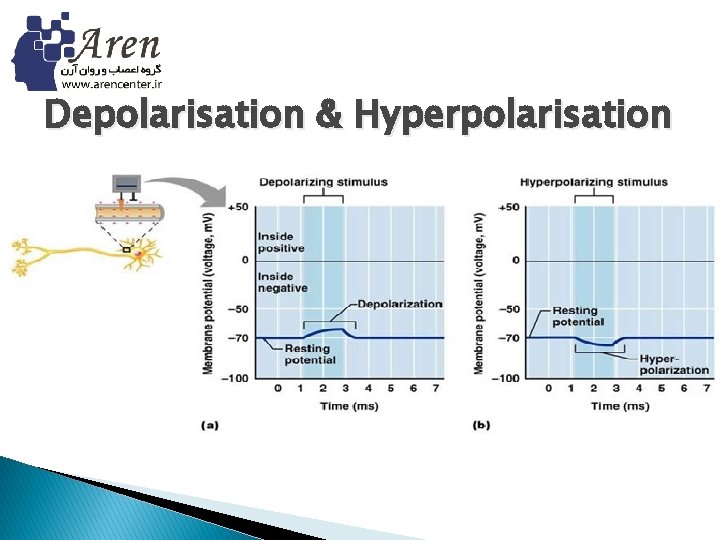 Depolarisation & Hyperpolarisation 