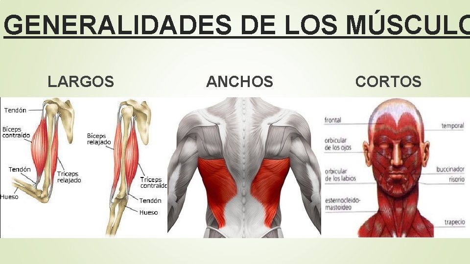 GENERALIDADES DE LOS MÚSCULO LARGOS ANCHOS CORTOS 