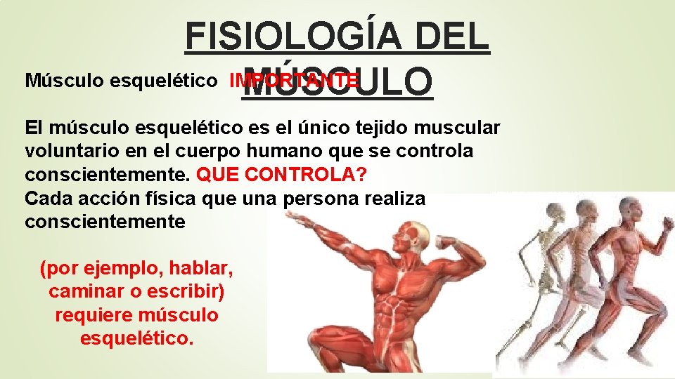 FISIOLOGÍA DEL Músculo esquelético IMPORTANTE MÚSCULO El músculo esquelético es el único tejido muscular