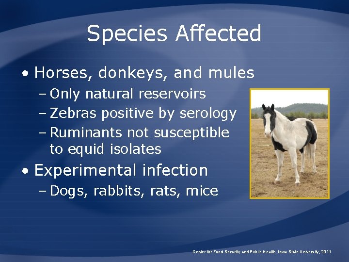 Species Affected • Horses, donkeys, and mules – Only natural reservoirs – Zebras positive