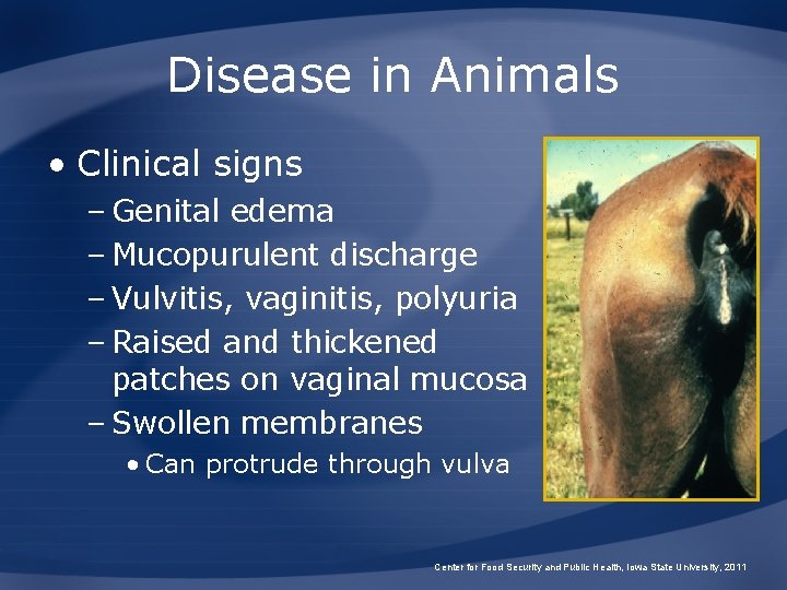 Disease in Animals • Clinical signs – Genital edema – Mucopurulent discharge – Vulvitis,