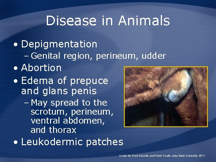 Disease in Animals • Depigmentation – Genital region, perineum, udder • Abortion • Edema