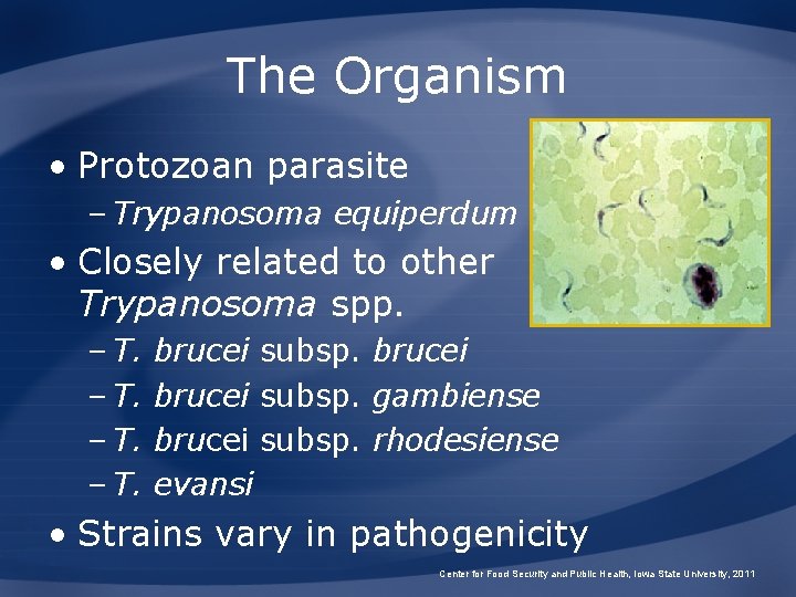 The Organism • Protozoan parasite – Trypanosoma equiperdum • Closely related to other Trypanosoma