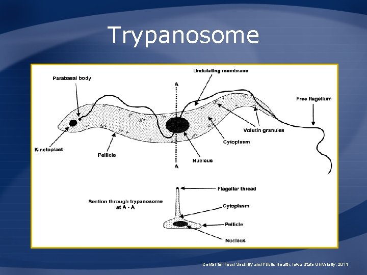 Trypanosome Center for Food Security and Public Health, Iowa State University, 2011 