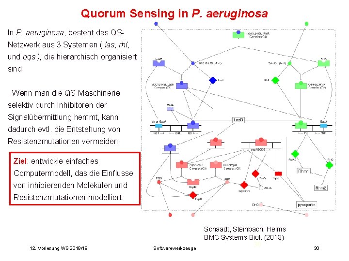 Quorum Sensing in P. aeruginosa In P. aeruginosa, besteht das QSNetzwerk aus 3 Systemen