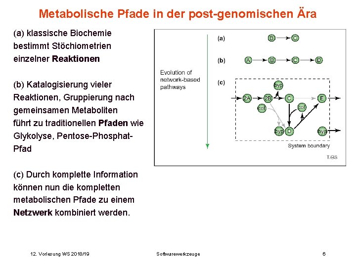 Metabolische Pfade in der post-genomischen Ära (a) klassische Biochemie bestimmt Stöchiometrien einzelner Reaktionen (b)