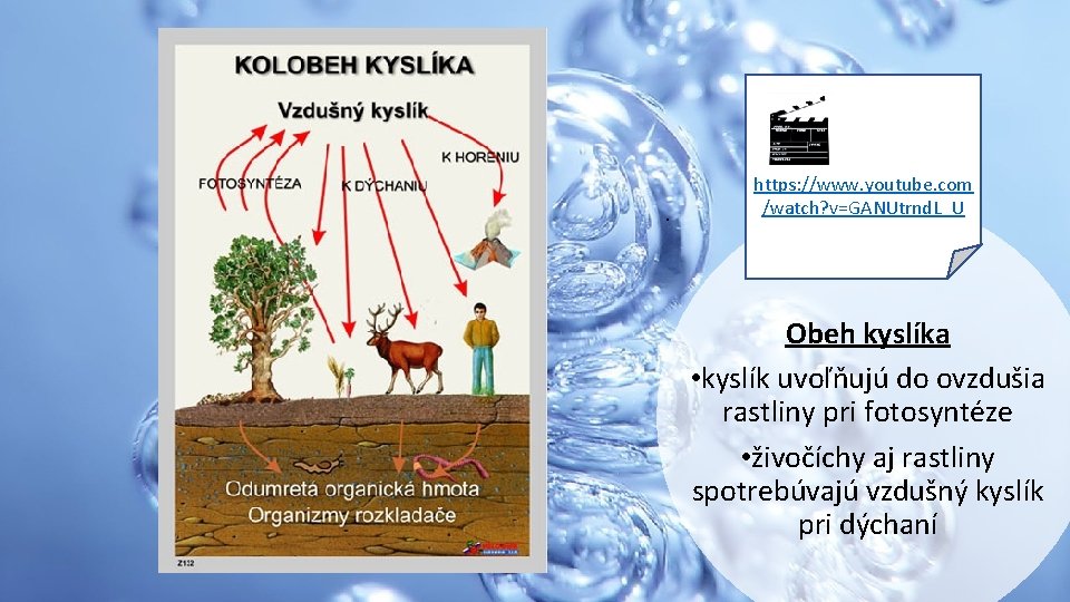 . https: //www. youtube. com /watch? v=GANUtrnd. L_U Obeh kyslíka • kyslík uvoľňujú do