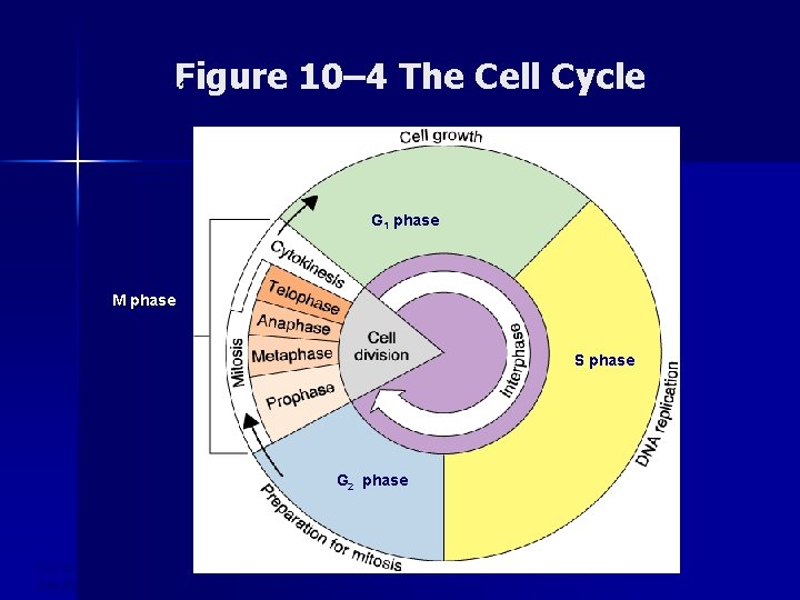 Figure 10– 4 The Cell Cycle Section 10 -2 G 1 phase M phase