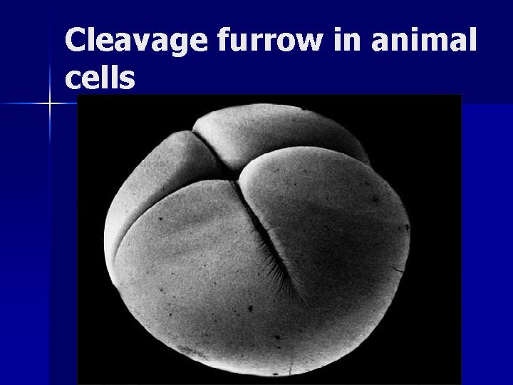 Cleavage furrow in animal cells 