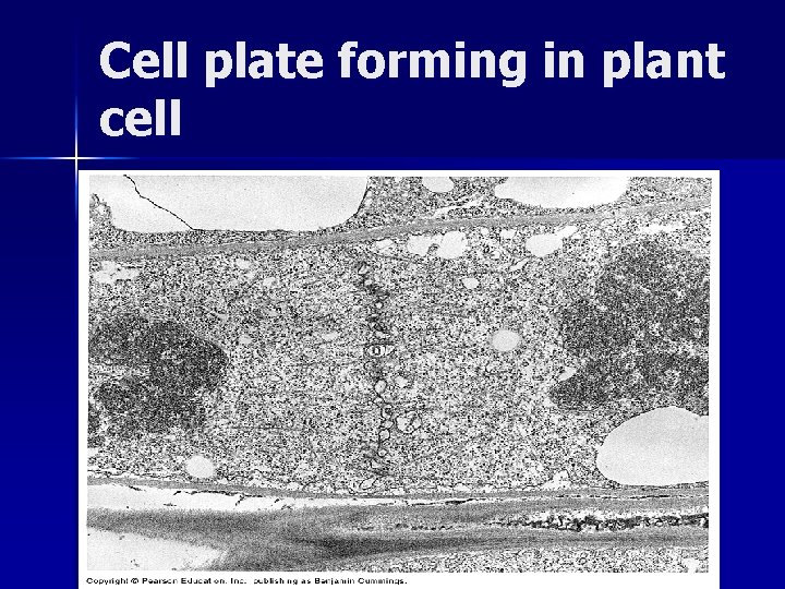 Cell plate forming in plant cell 