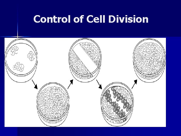 Control of Cell Division 