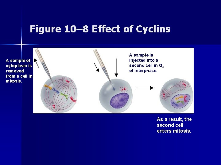 Section 10 -3 Figure 10– 8 Effect of Cyclins A sample of cytoplasm is