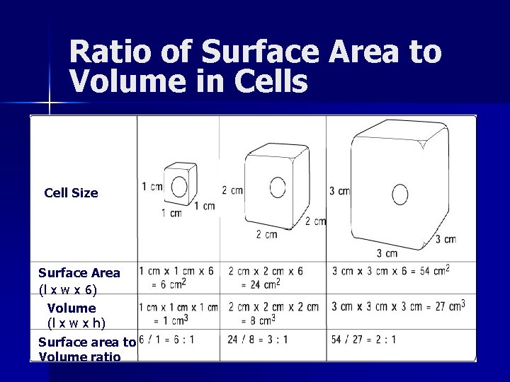 Ratio of Surface Area to Volume in Cells Cell Size Surface Area (length x