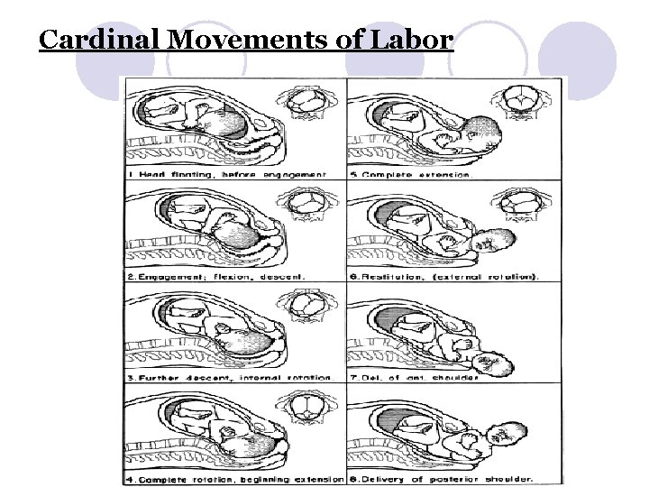 Cardinal Movements of Labor 