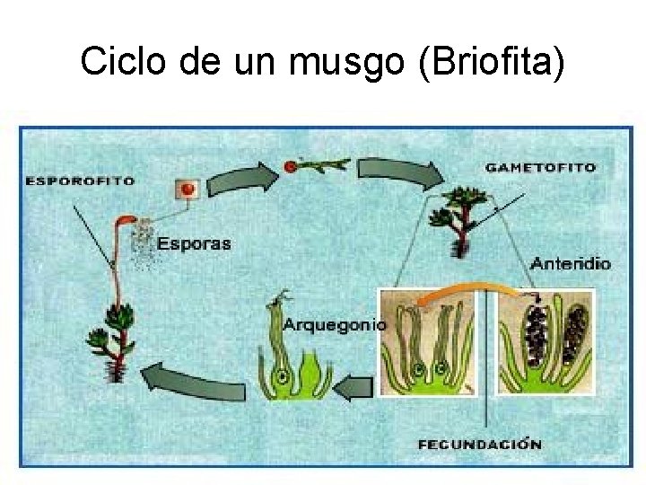 Ciclo de un musgo (Briofita) 