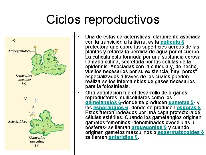 Ciclos reproductivos • • Una de estas características, claramente asociada con la transición a