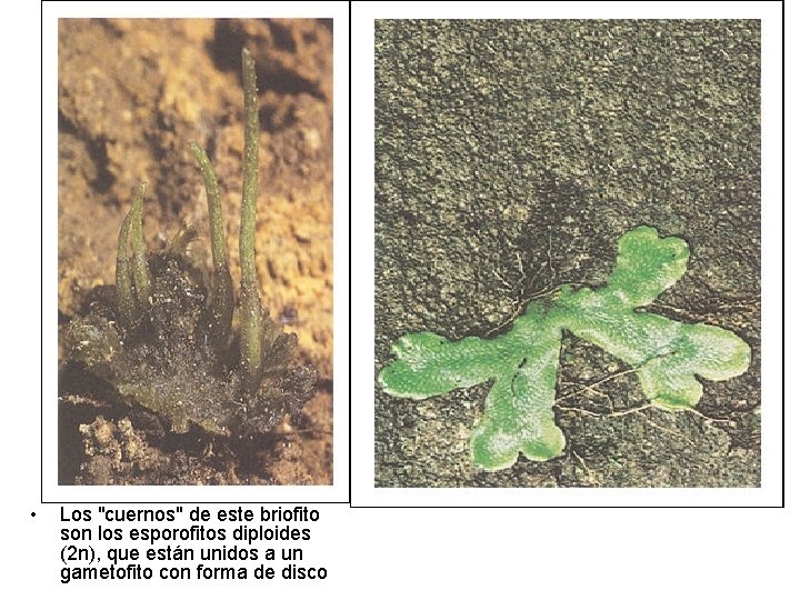 Las estructuras verdes inferiores del briofito de la figura son los gametofitos. Los pedicelos