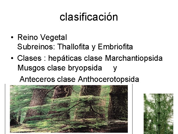 clasificación • Reino Vegetal Subreinos: Thallofita y Embriofita • Clases : hepáticas clase Marchantiopsida