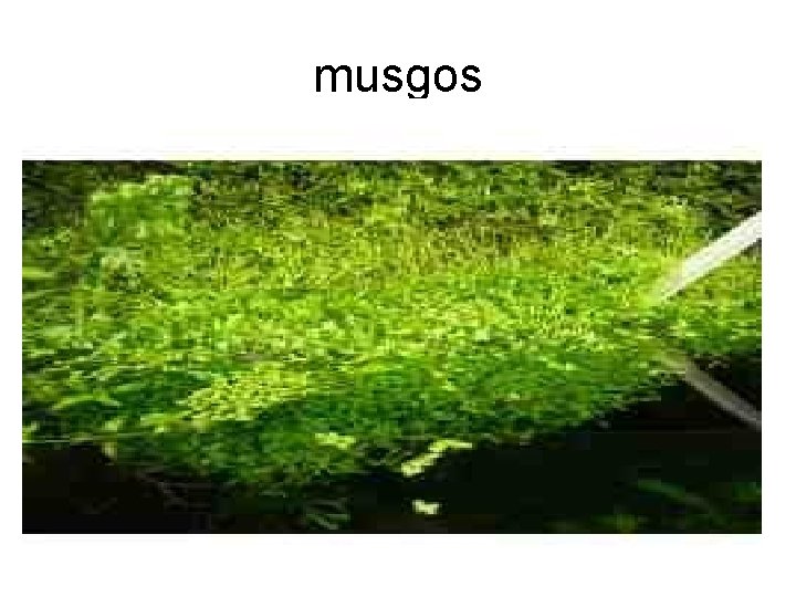 musgos 