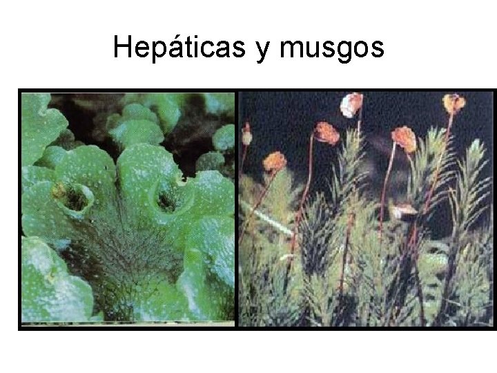 Hepáticas y musgos 