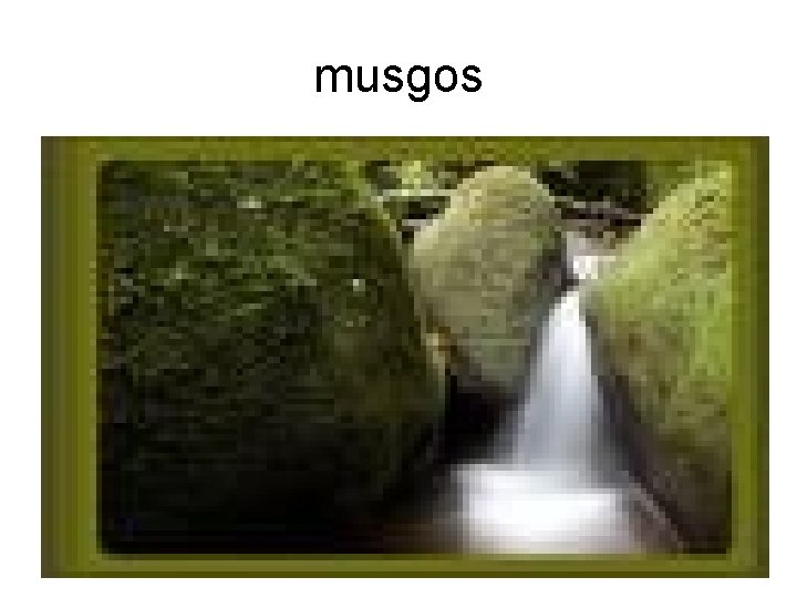 musgos 