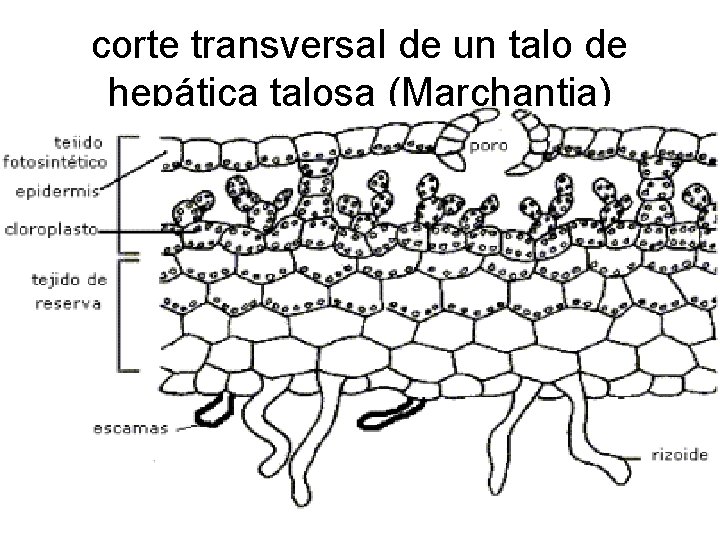 corte transversal de un talo de hepática talosa (Marchantia) 