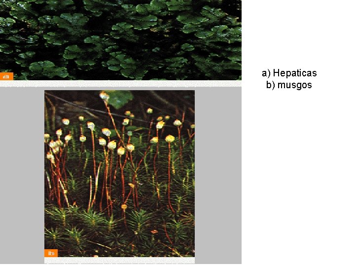 a) Hepaticas b) musgos 