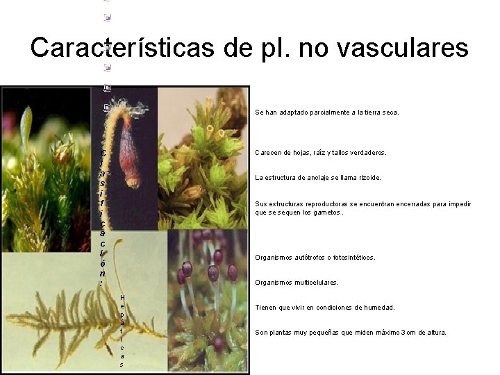 Características de pl. no vasculares Se han adaptado parcialmente a la tierra seca. C