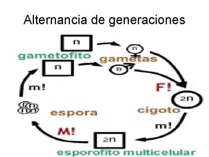 Alternancia de generaciones 
