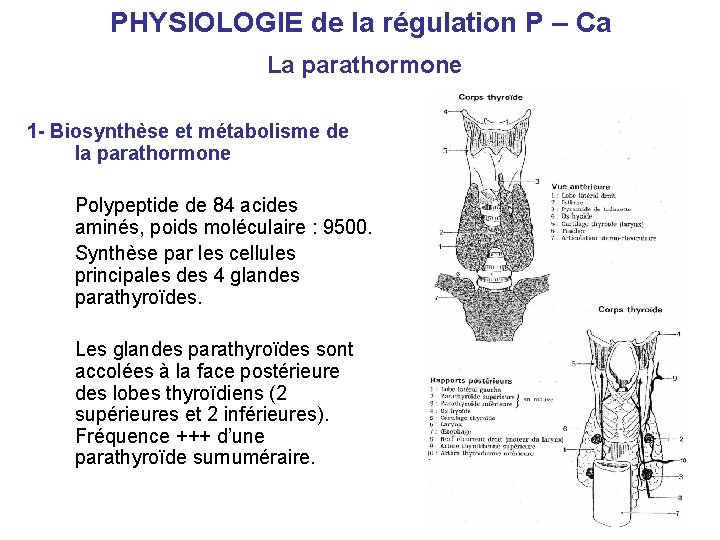 PHYSIOLOGIE de la régulation P – Ca La parathormone 1 - Biosynthèse et métabolisme