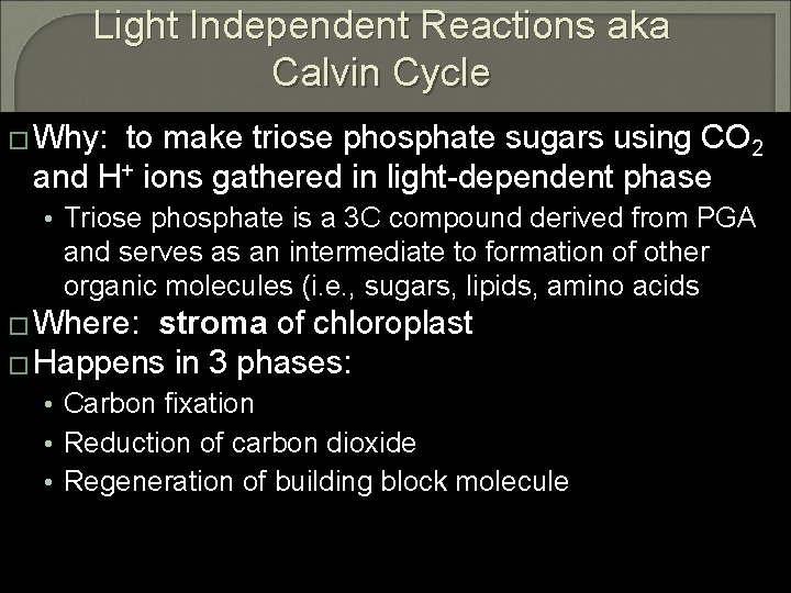 Light Independent Reactions aka Calvin Cycle � Why: to make triose phosphate sugars using