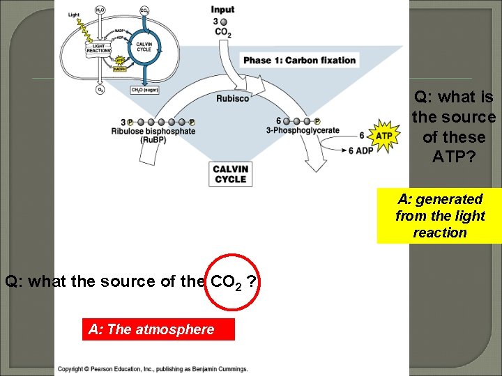 Q: what is the source of these ATP? A: generated from the light reaction