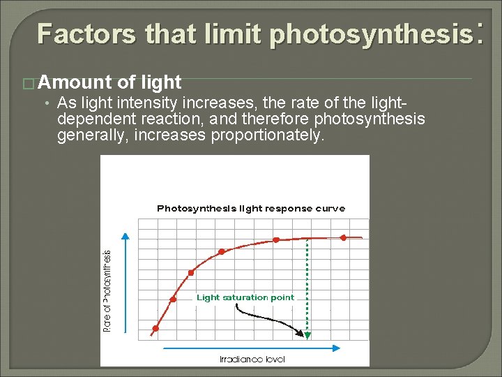 Factors that limit photosynthesis: � Amount of light • As light intensity increases, the