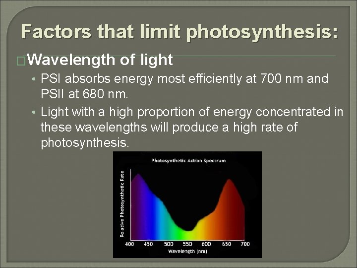 Factors that limit photosynthesis: �Wavelength of light • PSI absorbs energy most efficiently at