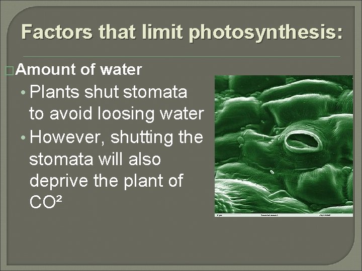 Factors that limit photosynthesis: �Amount of water • Plants shut stomata to avoid loosing