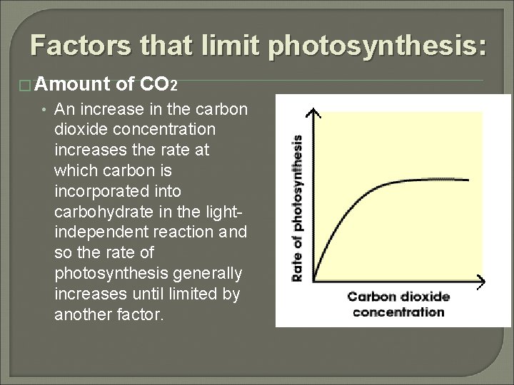 Factors that limit photosynthesis: � Amount of CO 2 • An increase in the