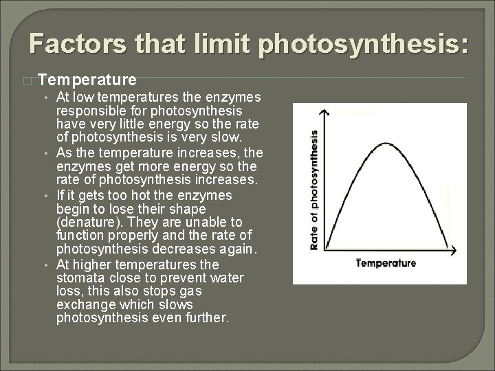 Factors that limit photosynthesis: � Temperature • At low temperatures the enzymes responsible for