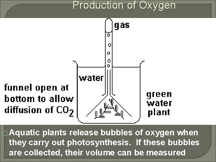 Production of Oxygen � Aquatic plants release bubbles of oxygen when they carry out