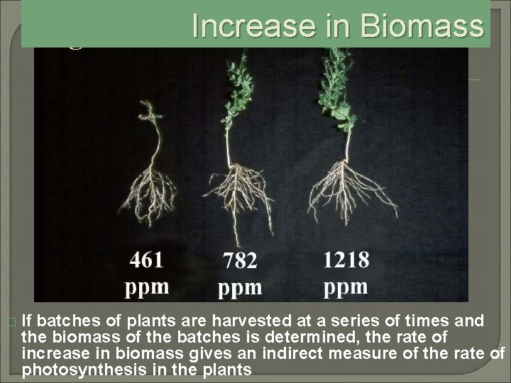 Increase in Biomass � If batches of plants are harvested at a series of