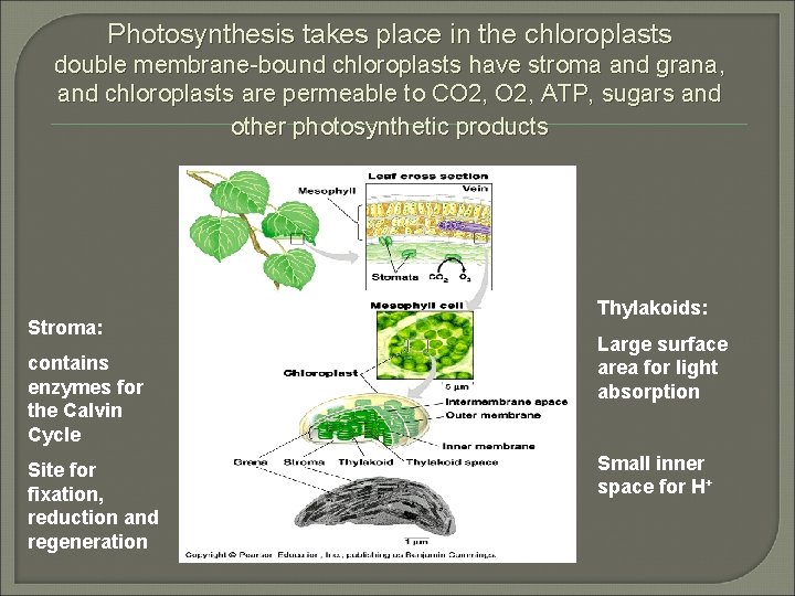 Photosynthesis takes place in the chloroplasts double membrane-bound chloroplasts have stroma and grana, and